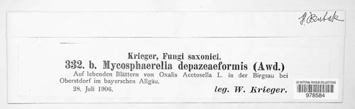 Mycosphaerella depazeiformis image